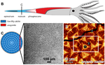 Complex biomineralization pathways of the belemnite rostrum cause biased paleotemperature estimates