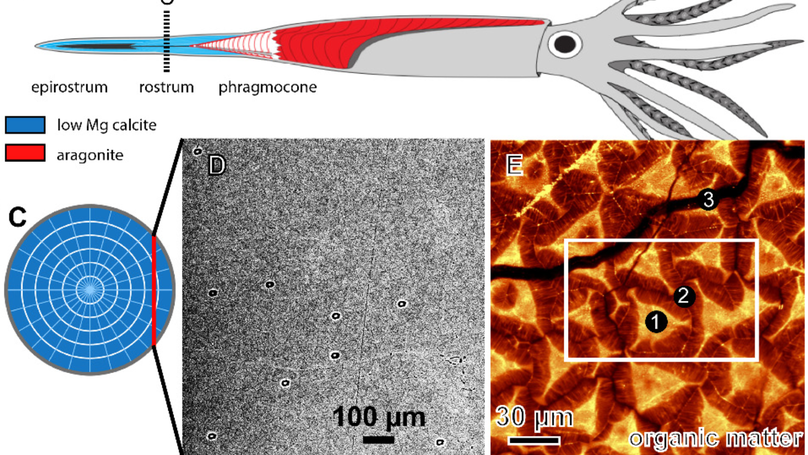 Complex biomineralization pathways of the belemnite rostrum cause biased paleotemperature estimates