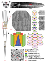Evidence for a composite organic–inorganic fabric of belemnite rostra: Implications for palaeoceanography and palaeoecology
