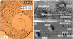 Ion microprobe–measured stable isotope evidence for ammonite habitat and life mode during early ontogeny