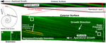 Oxygen isotope variability within Nautilus shell growth bands